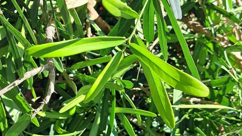 Cây xáo tam thân là dược liệu quý trong điều trị ung thư