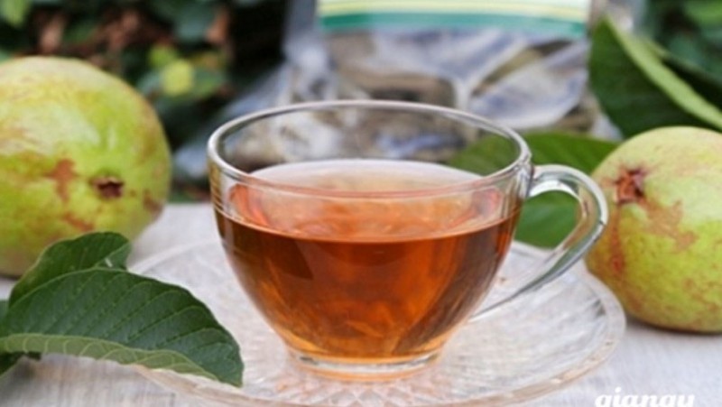 Uống nước lá ổi tốt cho sức khỏe, nhưng không phải ai cũng nên dùng