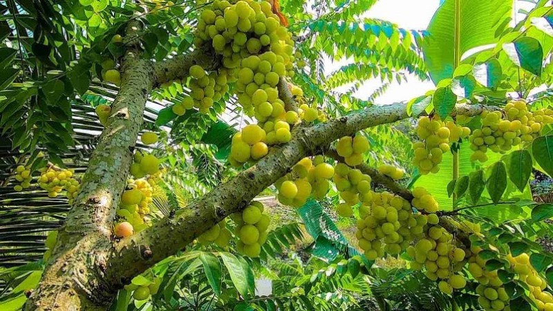 Cây thồm lồm - Vị thuốc trị viêm tai và các bệnh ngoài da