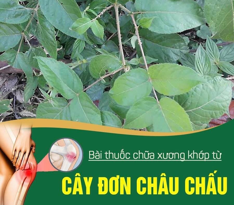 cay-don-chau-chau-songkhoeplus-1634102569.jpg