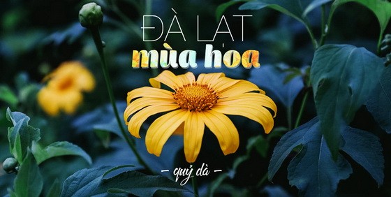 Khám phá những mùa hoa đẹp say đắm lòng người tại Đà Lạt