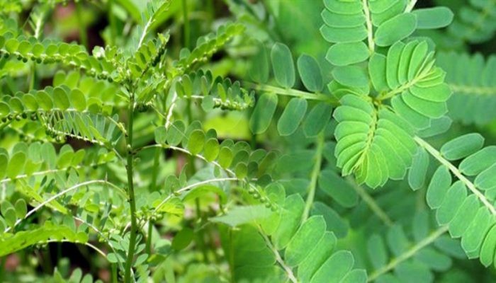 Cây chó đẻ không có hiệu quả trong chữa trị viêm gan B là do đâu?