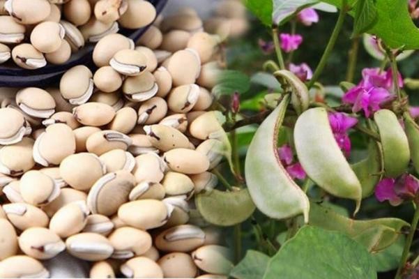 6 bài thuốc phòng, chữa bệnh thường gặp trong mùa xuân