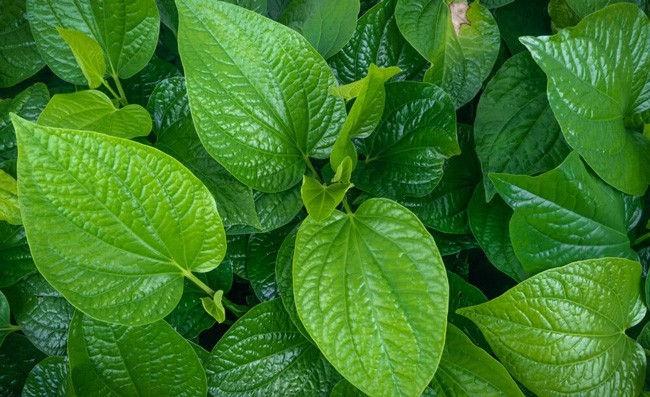 Công dụng tuyệt vời của lá trầu cho da trắng mịn, ngăn ngừa mụn?