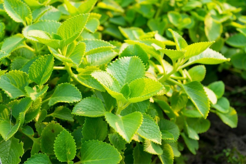 Húng chanh - Vị thuốc dân gian quen thuộc