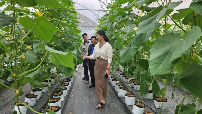 Trồng dưa hữu cơ, rộng đường xuất khẩu