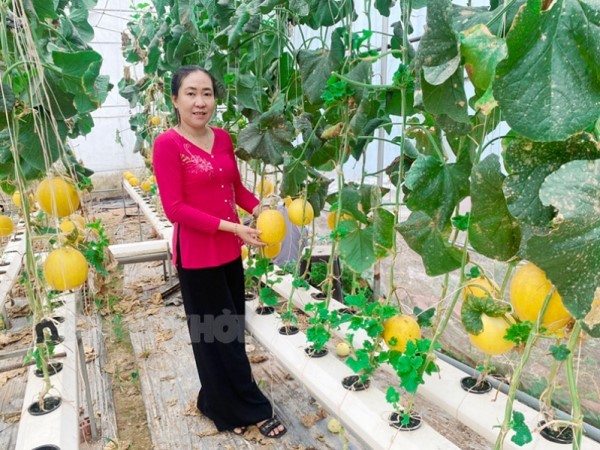 Trồng dưa lưới thủy canh ứng dụng chuyển đổi số