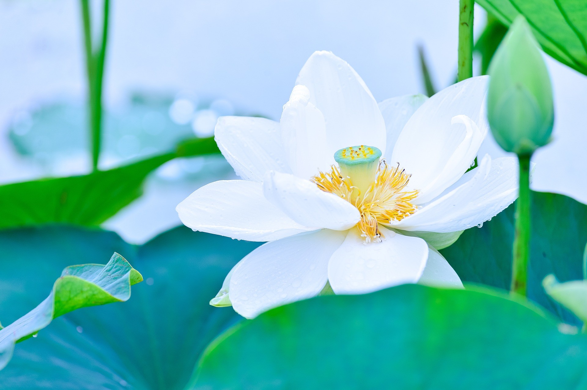 Nhật ký sen trắng