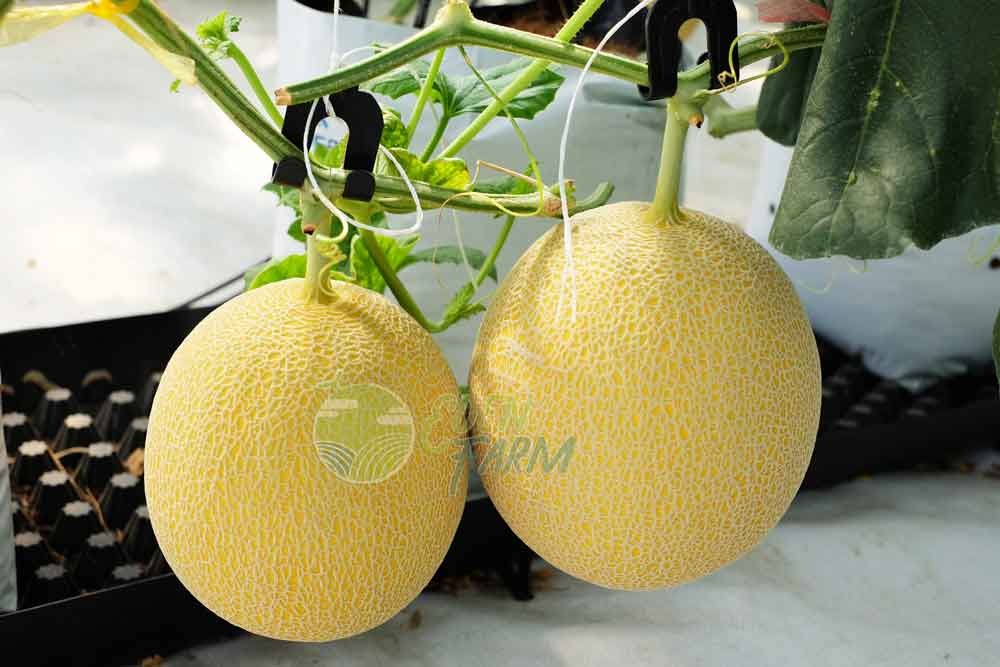 Thúc đẩy thực hiện truy xuất nguồn gốc sản phẩm, hàng hóa nông nghiệp