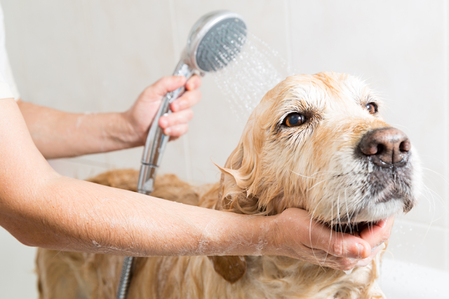 Cách loại bỏ vết bẩn từ lông thú cưng trong nhà của bạn