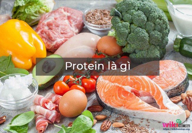 Protein quan trọng như thế nào đối với cơ thể?