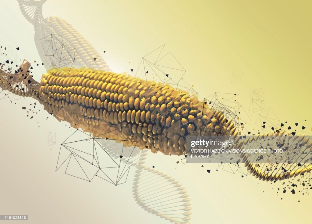 Ký tự “GMO” trên trái cây là gì? Chúng có ảnh hưởng gì đến sức khỏe hay không?