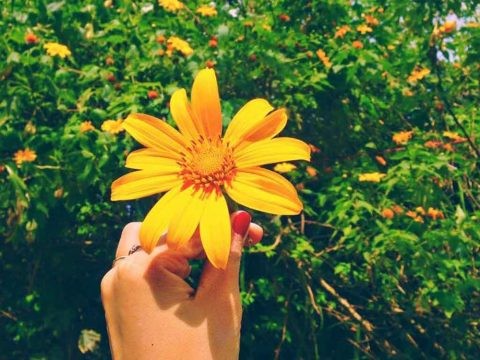 Có một mùa hoa dã quỳ vàng rực khắp phố phường Đà Lạt