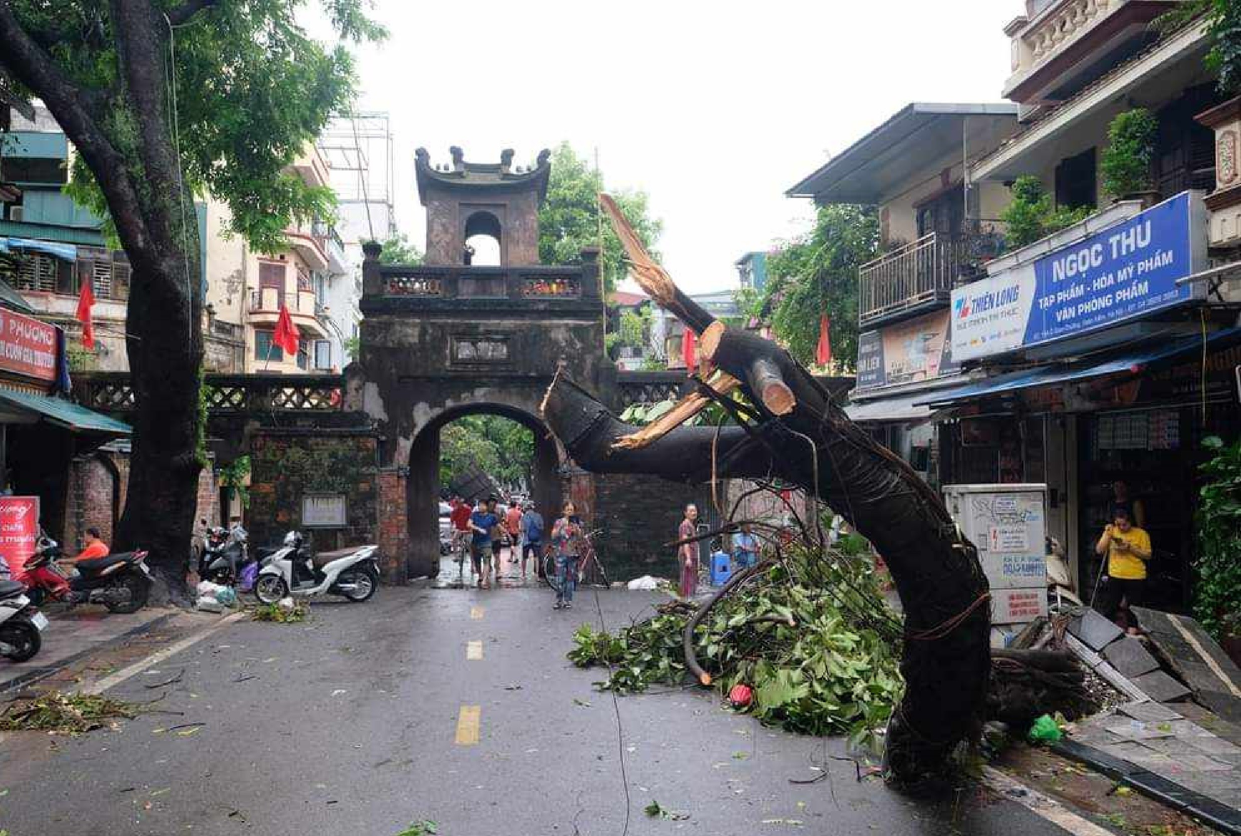 Thương hàng cây gục ngã sau siêu bão Yagi!