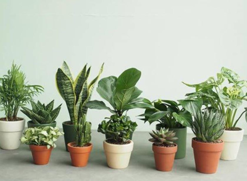 5 loại cây thanh lọc không khí tốt nhất khi trồng trong nhà