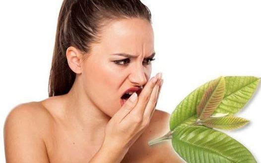 Đừng để mọi người phải xa lánh bạn, trị hôi miệng ngay bằng những phương pháp từ lá ổi