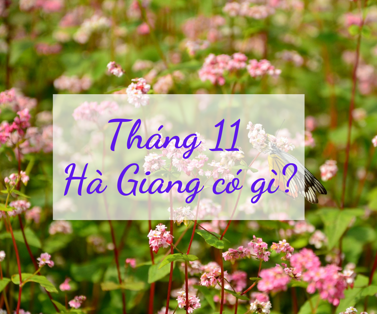 Tháng 11 này, cùng lên Hà Giang ngắm mùa hoa tam giác mạch đẹp mẩn mê lòng người!