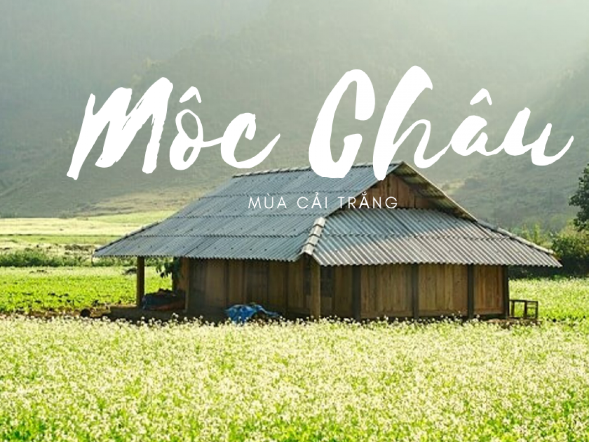 Đến Mộc Châu mùa này, ngất ngây với mùi cải trắng tinh khôi!