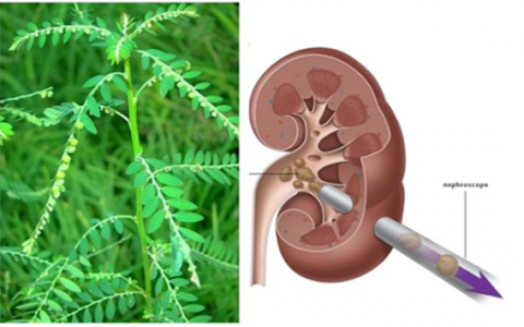 Cây chó đẻ không có hiệu quả trong chữa trị viêm gan B là do đâu?