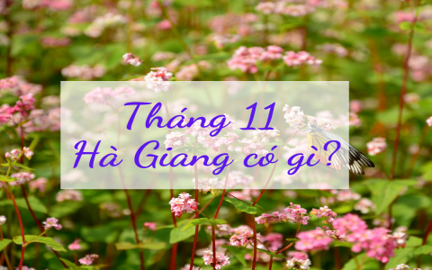 Tháng 11 này, cùng lên Hà Giang ngắm mùa hoa tam giác mạch đẹp mẩn mê lòng người!