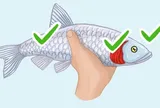 Cách nhận biết và phân biệt cá tươi ngon với cá ươn hay cá nhiễm hóa chất