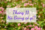 Tháng 11 này, cùng lên Hà Giang ngắm mùa hoa tam giác mạch đẹp mẩn mê lòng người!