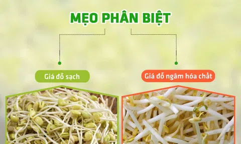 Mẹo phân biệt giá đỗ sạch và giá đỗ nhiễm hóa chất bằng mắt thường?