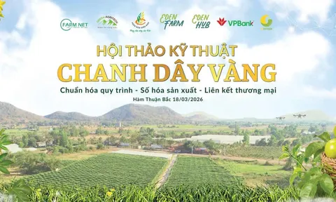 Chanh dây vàng – Hướng đi mới cho nông nghiệp Hàm Thuận Bắc, Lâm Đồng