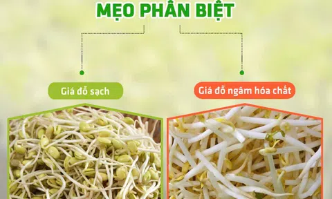 Mẹo phân biệt giá đỗ sạch và giá đỗ nhiễm hóa chất bằng mắt thường?