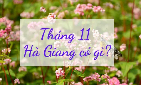 Tháng 11 này, cùng lên Hà Giang ngắm mùa hoa tam giác mạch đẹp mẩn mê lòng người!