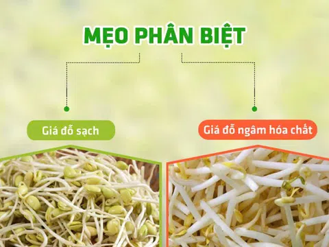 Mẹo phân biệt giá đỗ sạch và giá đỗ nhiễm hóa chất bằng mắt thường?