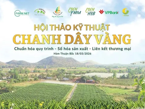 Chanh dây vàng – Hướng đi mới cho nông nghiệp Hàm Thuận Bắc, Lâm Đồng