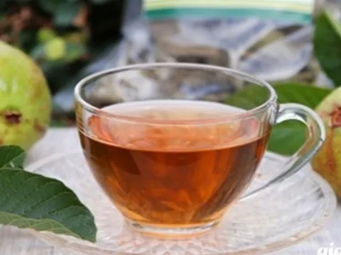 Uống nước lá ổi tốt cho sức khỏe, nhưng không phải ai cũng nên dùng