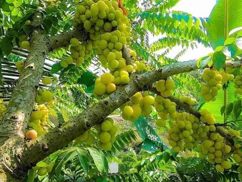 Cây thồm lồm - Vị thuốc trị viêm tai và các bệnh ngoài da