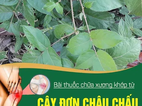 Cây đơn châu chấu có thể trị các bệnh như rắn cắn, sưng vú, xương khớp...