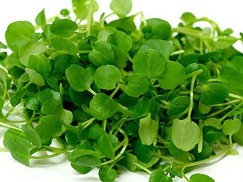 Những lợi ích bất ngờ cho sức khỏe của 3 loại cải xanh
