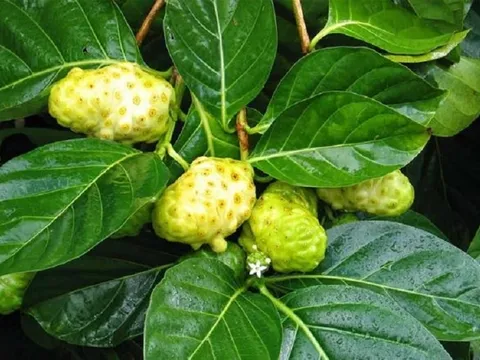 Quả nhàu là một vị thuốc quý chữa nhiều bệnh như tăng huyết áp, ho, nhuận tràng, đau đầu, mất ngủ…