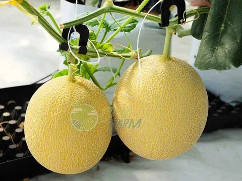 Thúc đẩy thực hiện truy xuất nguồn gốc sản phẩm, hàng hóa nông nghiệp