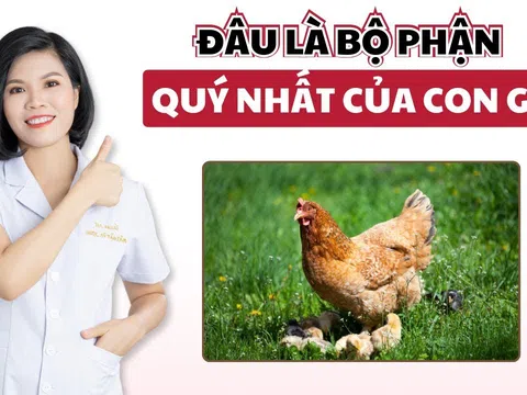 Bạn có biết: Mật gà những tưởng là thứ bỏ đi nhưng lại là vị thuốc dân gian quý?