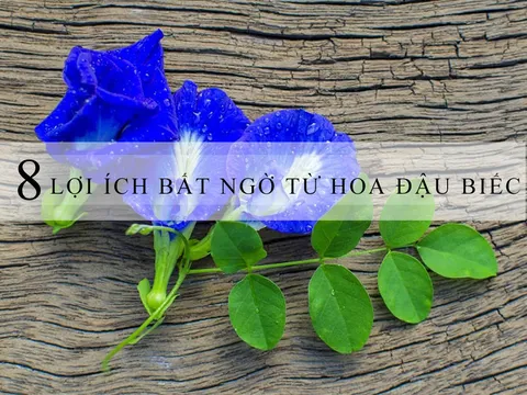 Hoa đậu biếc: Những lợi ích bất ngờ không phải ai cũng biết