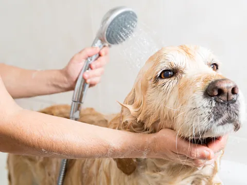 Cách loại bỏ vết bẩn từ lông thú cưng trong nhà của bạn