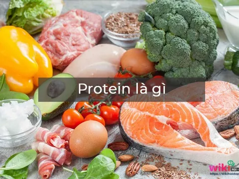 Protein quan trọng như thế nào đối với cơ thể?