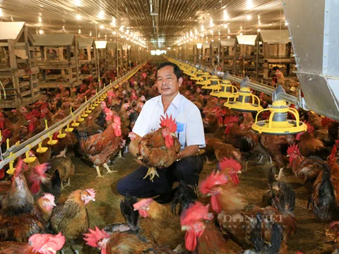 Nông dân giỏi ở Bình Dương đạt thu nhập 90 tỉ đồng mỗi năm