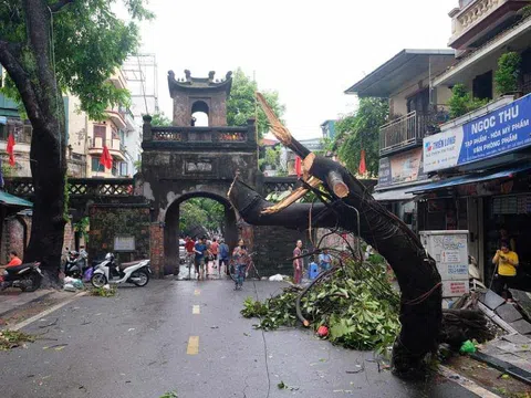 Thương hàng cây gục ngã sau siêu bão Yagi!