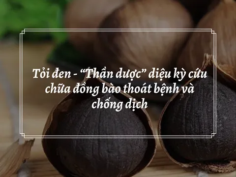 Tỏi đen – “Thần dược” tuyệt vời giúp tăng sức đề kháng và chống dịch hiệu quả