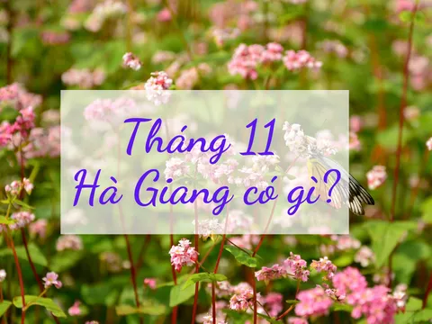 Tháng 11 này, cùng lên Hà Giang ngắm mùa hoa tam giác mạch đẹp mẩn mê lòng người!