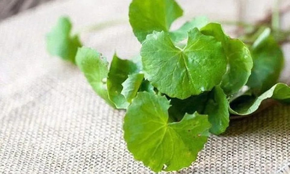 Những công dụng tuyệt vời của rau má mà bạn không thể bỏ qua